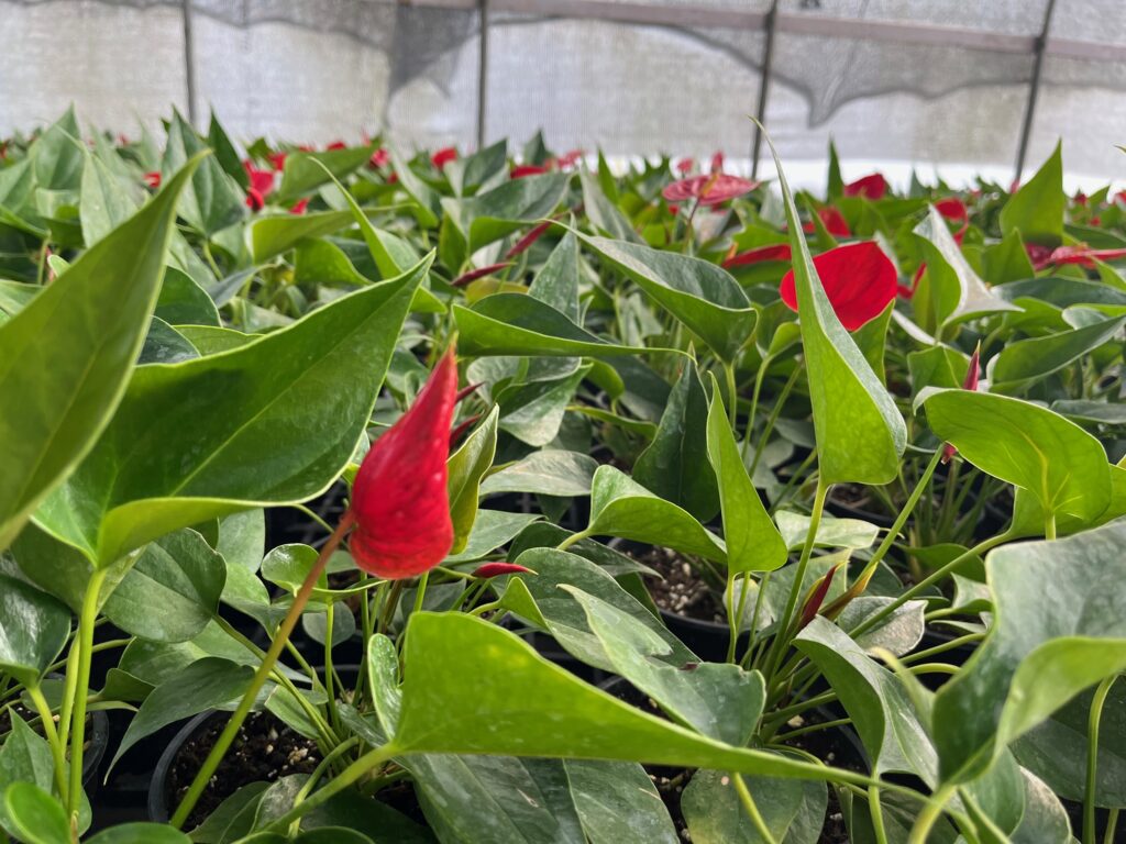 cultYvate’s polyhouse automation solution helped a large scale supplier of exotic plants and saplings supply consistent quality