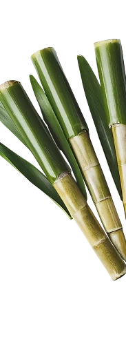 Sugarcane