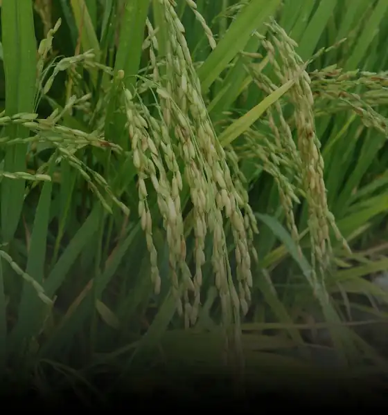 cultYvate has provided IoT based Irrigation Advisory to Punjab farmers…